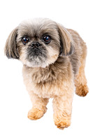 Capital Area Humane Society